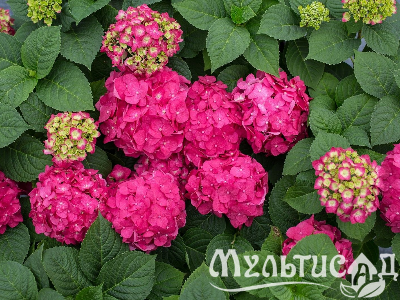 Креатив без названия (83)