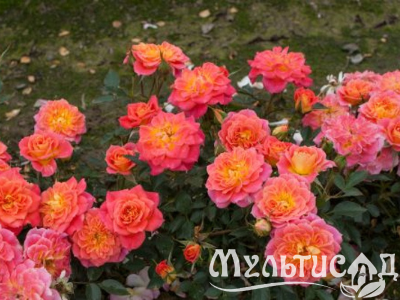Дизайн без названия (12)
