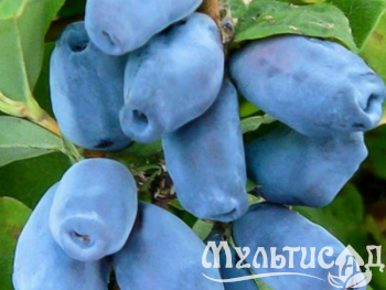 Дизайн без названия (17)