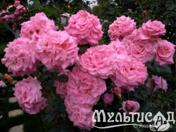 Дизайн без названия (5)