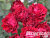 image_6893795_13538909 image_6893795_13538909