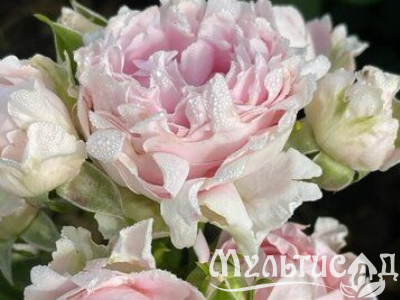 Креатив без названия (37)