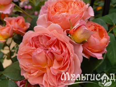 Креатив без названия (30)