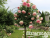 image_6895822_13384429 image_6895822_13384429