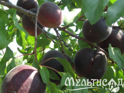 Дизайн без названия (3)