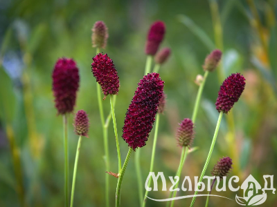 Туя (31)