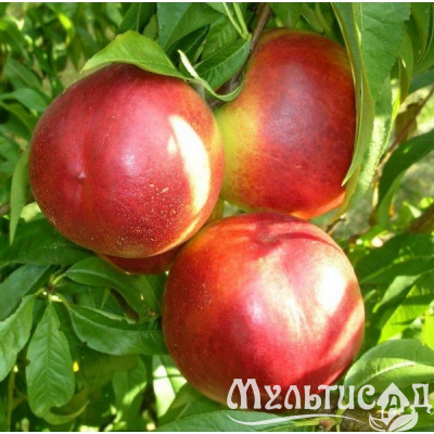 saghency-stark-red-gold-3-1000x1000