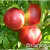 saghency-stark-red-gold-3-1000x1000