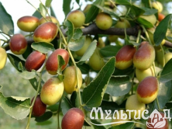Дизайн без названия (10)