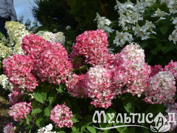 image_8165532_16176667