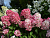 image_8165532_16176667