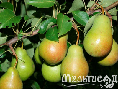 Дизайн без названия (5)