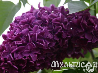 Креатив без названия (8)