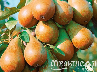 Дизайн без названия (16)