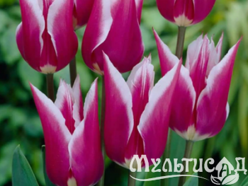 Креатив без названия (12)