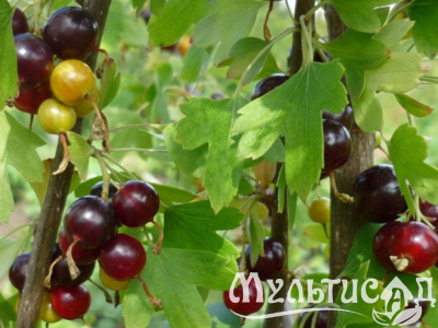 Дизайн без названия (24)