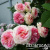 280b4eeac9ce6533cb8d5668a6175afd