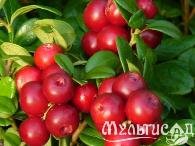 Дизайн без названия (8)