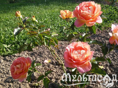 Креатив без названия (4)