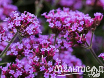 image_8165532_16179501