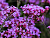 image_8165532_16179501