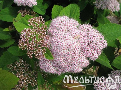 image_8165532_16177891