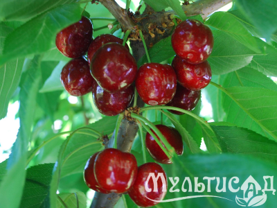 Дизайн без названия (10)