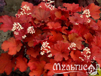 Креатив без названия (20)