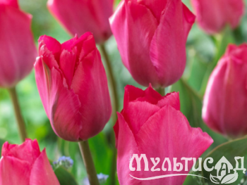 Дизайн без названия (12)