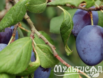 Креатив без названия (15)