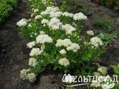 image_8165532_16178037