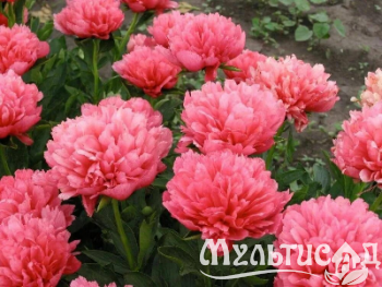 Креатив без названия (12)