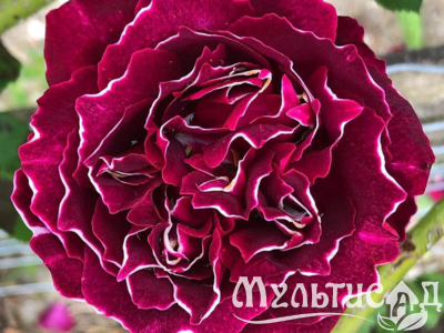 Дизайн без названия (7)