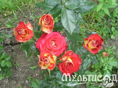 Креатив без названия (7)