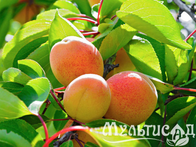 Картинка с сайта