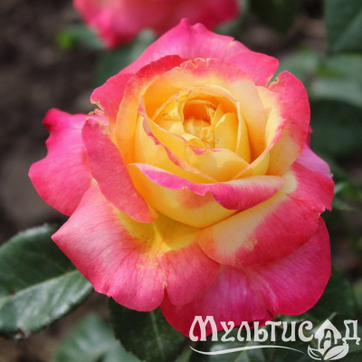ad48a2cf71ddee7f43b5c7ac12310b56