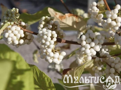Туя (25)