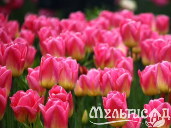 Креатив без названия (17)