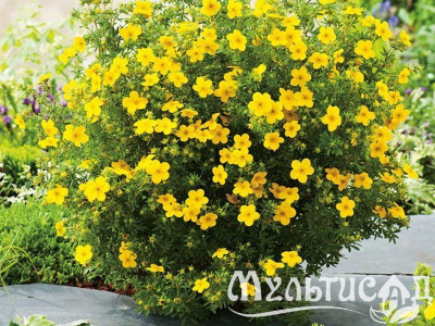 Туя (43)