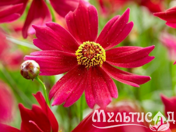 Туя (12)
