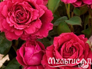 Дизайн без названия (16)
