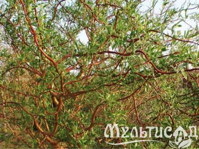 Дизайн без названия (7)