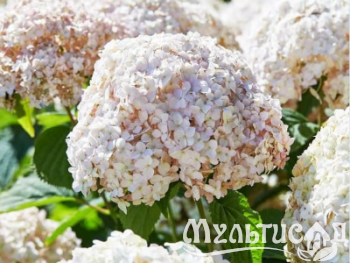 Креатив без названия (5)
