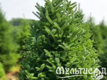 Туя (78)