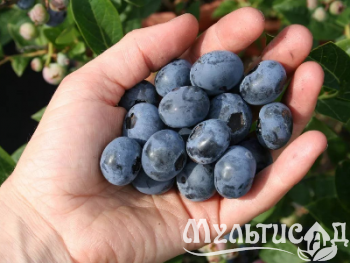 Креатив без названия (4)