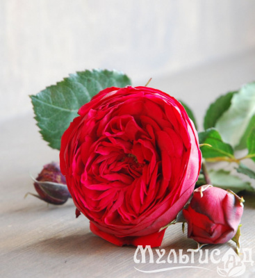 kgojx60odp7wo12h88krd5liv2tl9nqm
