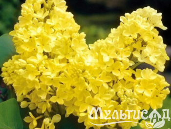 Креатив без названия (4)