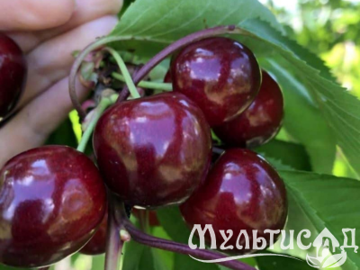 Дизайн без названия (3)