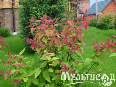 Дизайн без названия (23)