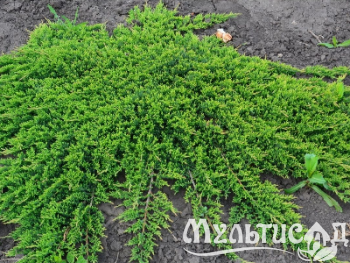 Креатив без названия (29)